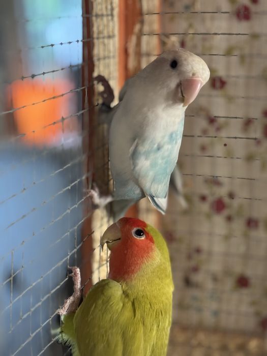 Casal de Roseicolis Longfeathers