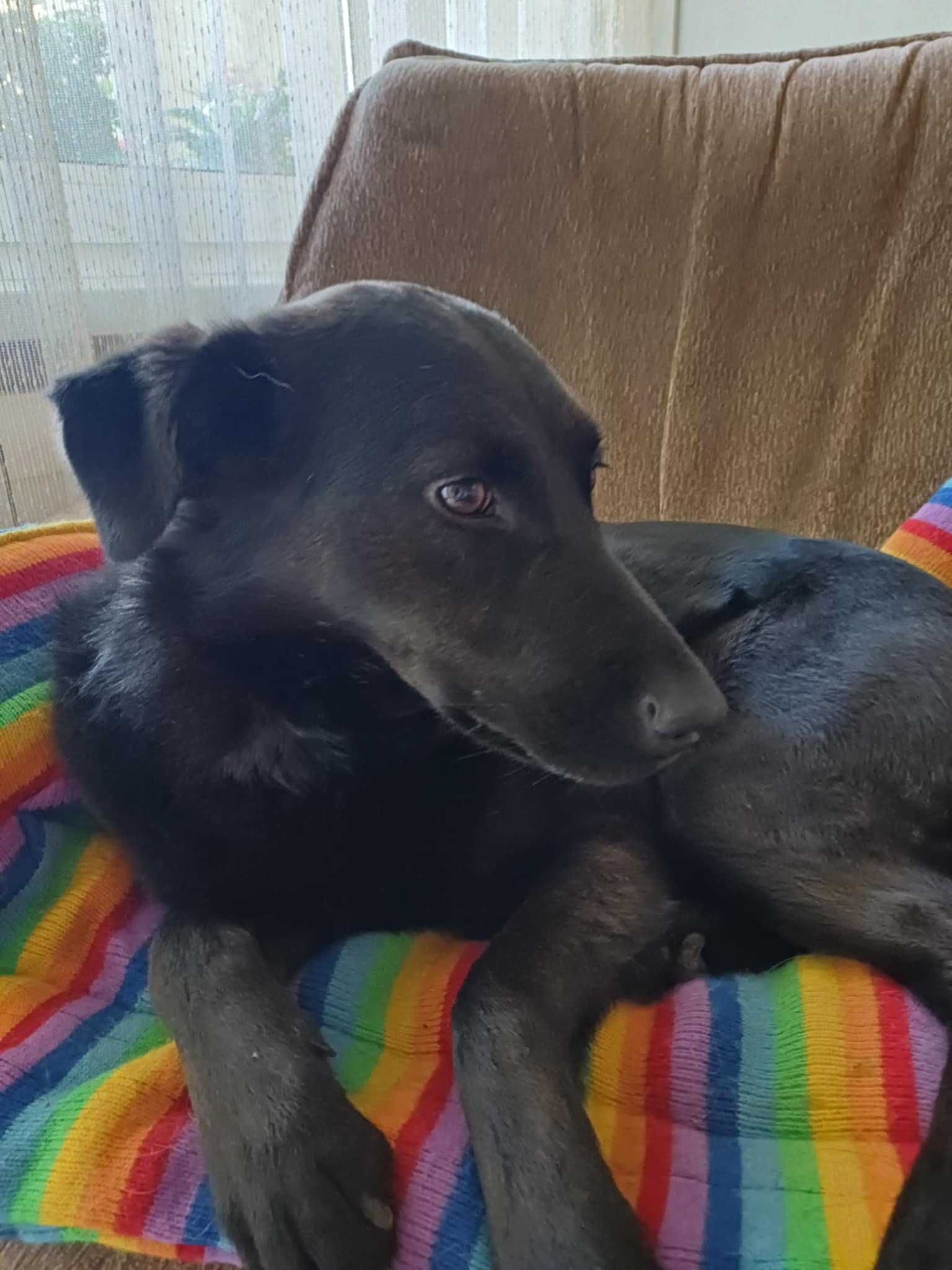 Czarna suczka wielkości labradora, szuka domu z ogrodem