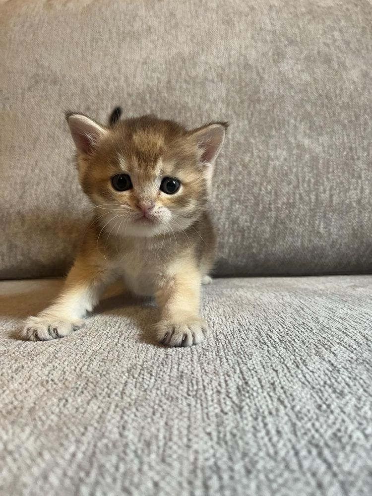 Шотландський прямовухий котик (окрас золота шиншила)