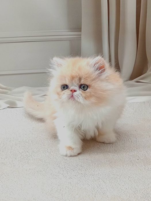 Персидська дівчинка