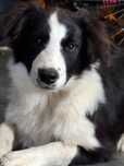 Suczka FCI border collie
