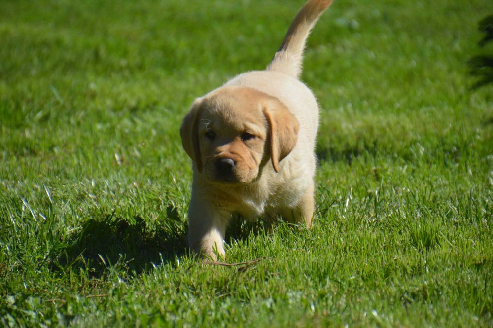 Labrador Retriever- szczenię ,cudny chłopczyk