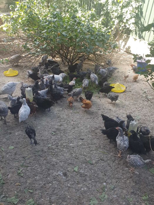 Курчата різних порід