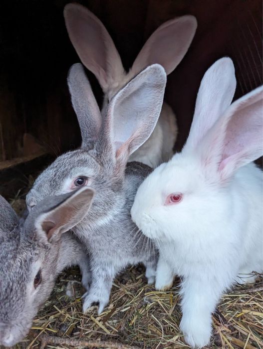 Кролі різного віку різних порід