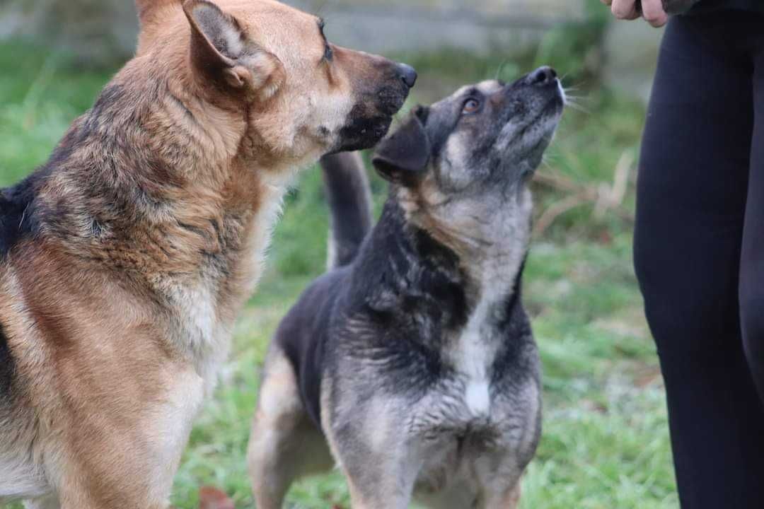 Urocza seniorka Szrama szuka domu