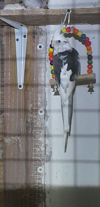 Nimfa -wymiana na samicę