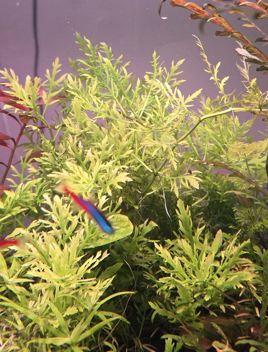 Nadwódka trójkwiatowa