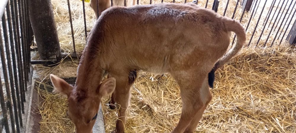 Byczek jersey cielak