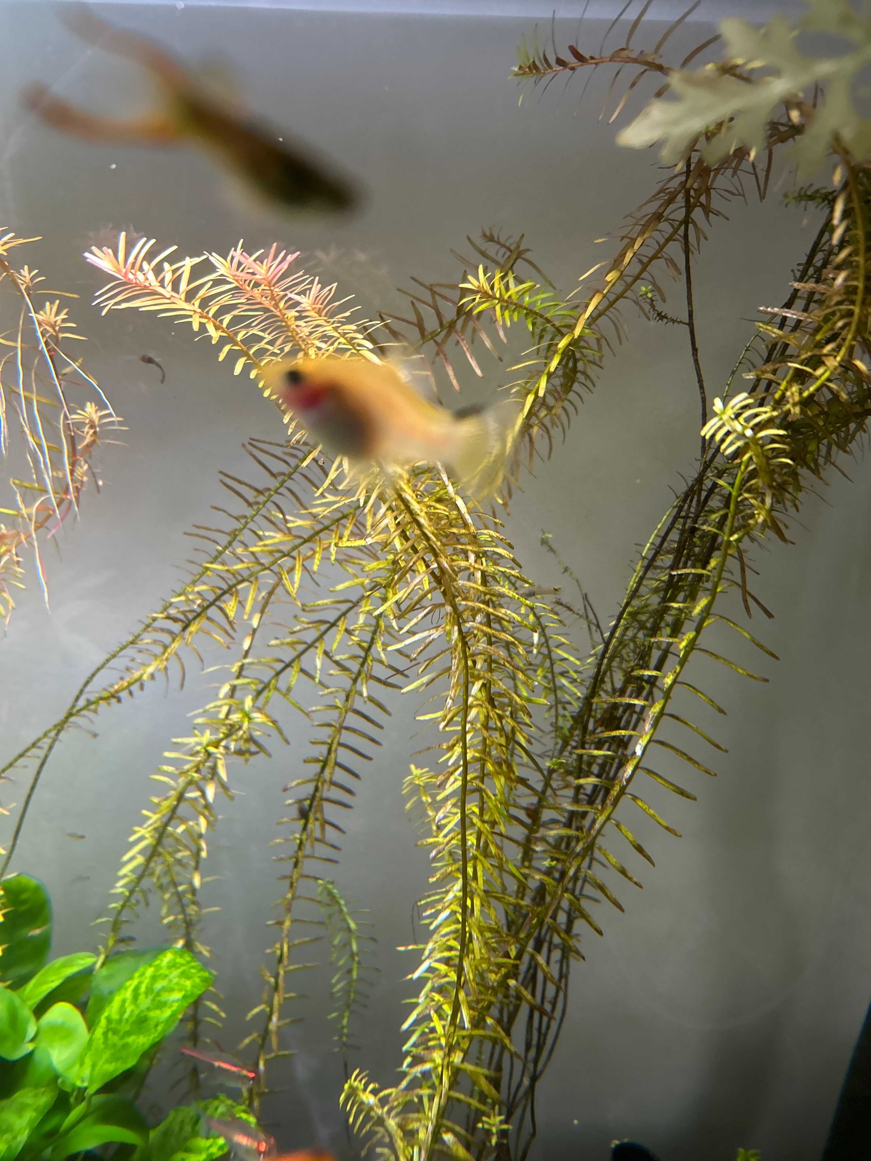 Rotala Rotundifolia - Podas