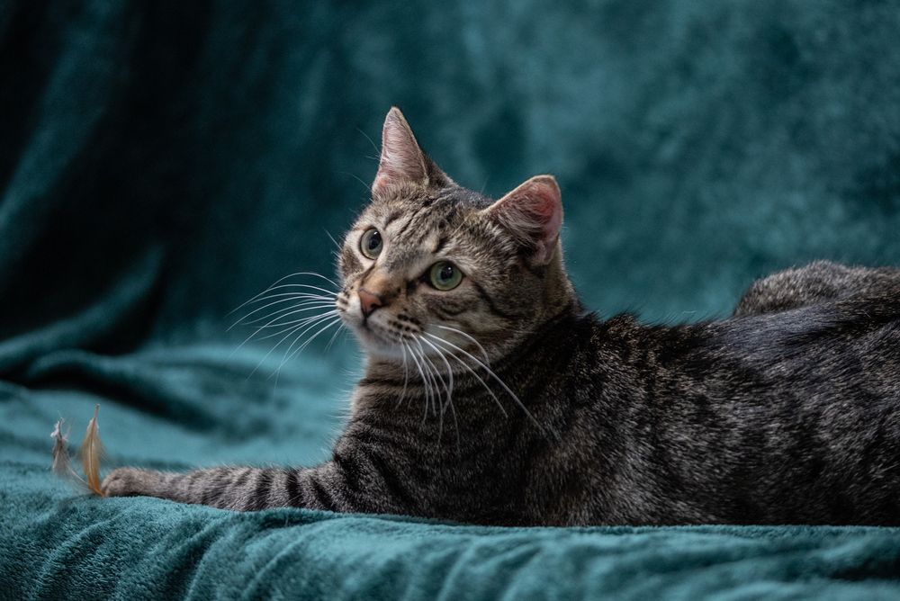 Uroczy kotek ANCYMON szuka kochającego opiekuna/Poznań