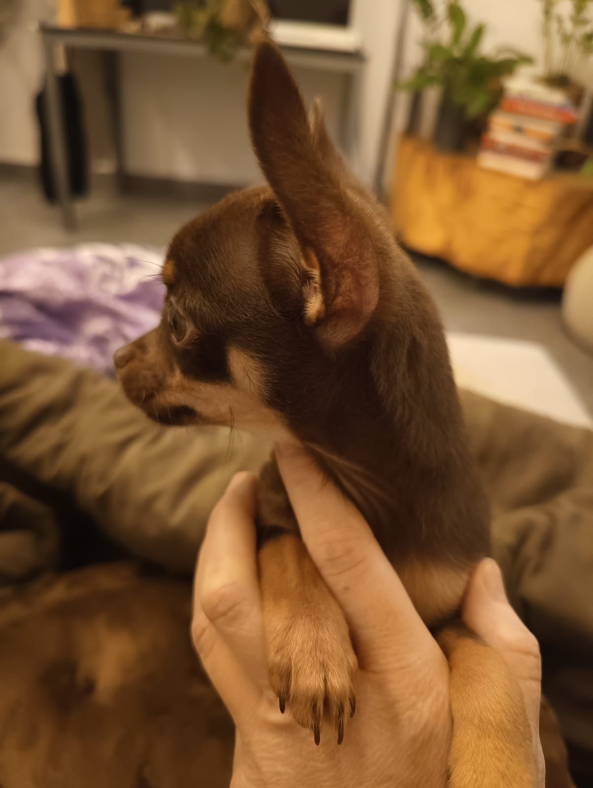 Chihuahua czekoladowy chłopczyk***