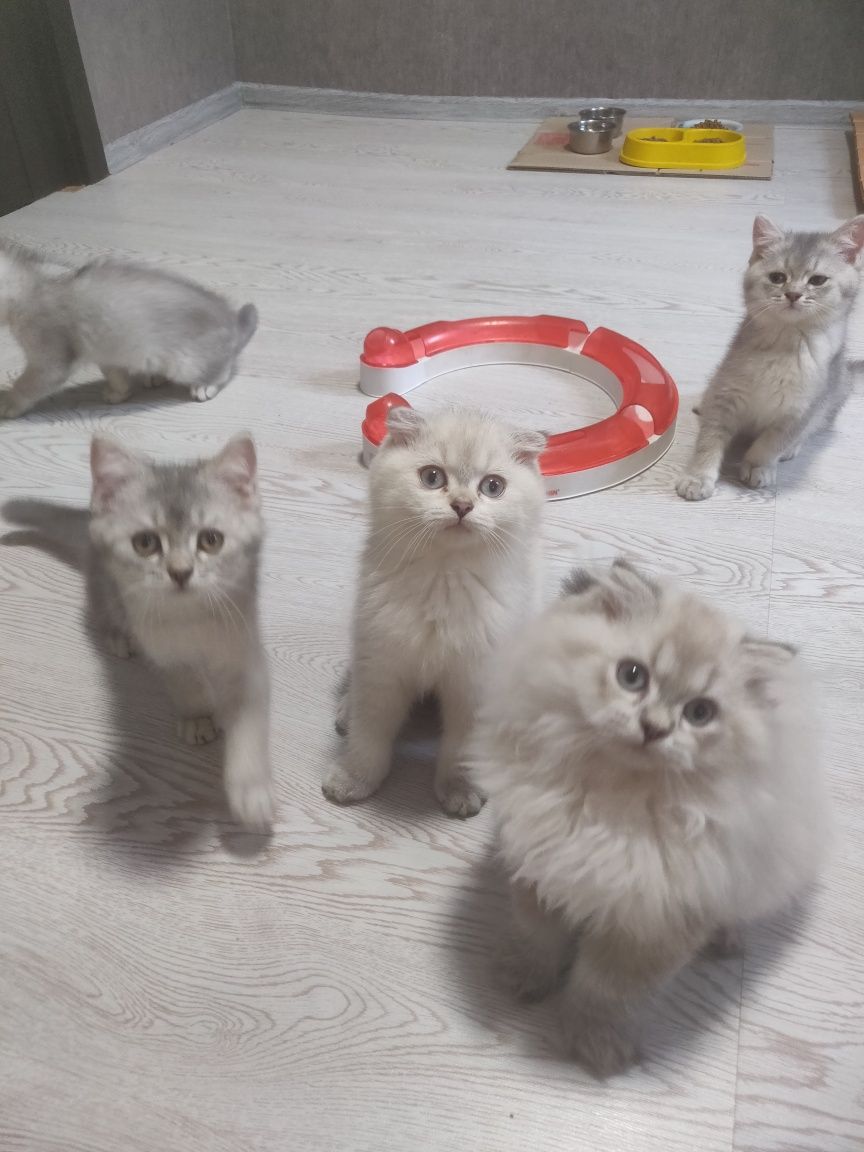 Летняя распродажа.Шотландские вислоухие котята,скоттиш фолд, скотиш ст