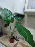Alocasia planta natural