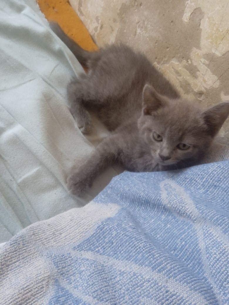 Отдам котят девочки