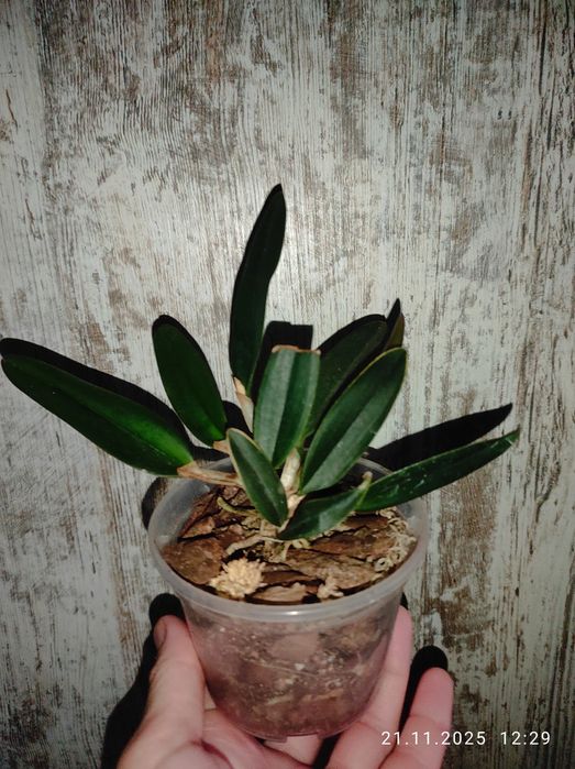 Орхидея каттлея Шиллериана