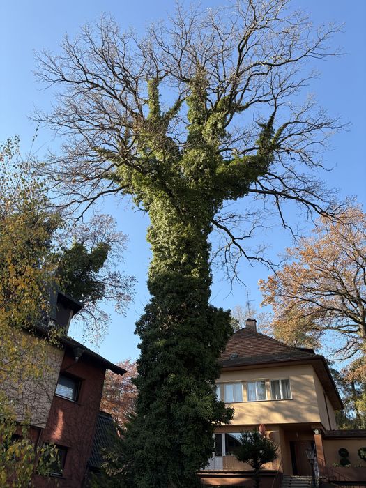 Drewno dębowe na pniu 335 cm obwodu na 130 cm wysokosci