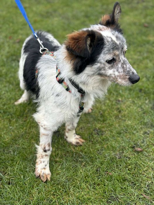 Młody wspaniały psiak szuka swojego domu