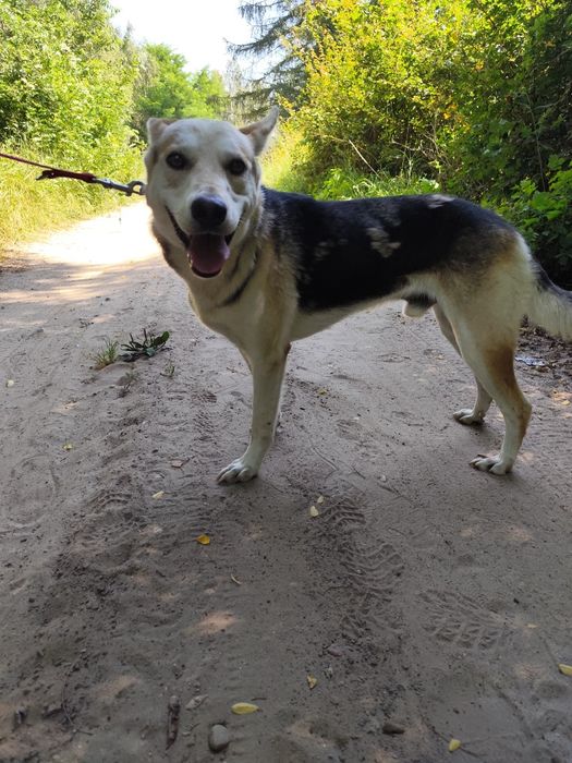 Cudowny Jolo szuka domu!