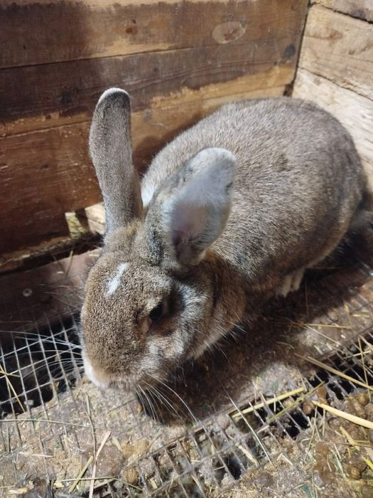 Продам самичок (самки)