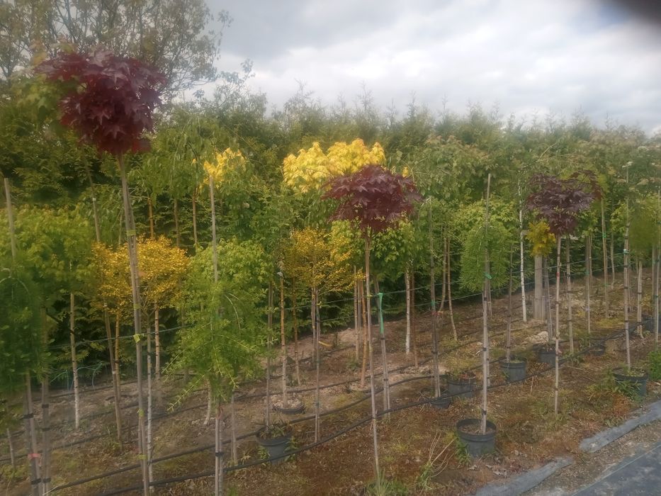 KATALPA_klon globosum_purple globe_brzoza long trun_buk tricolor_wiąz
