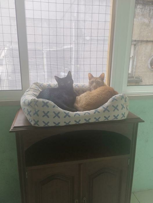 Redes de proteção para gatos/Redes anti-queda/Proteção para janelas