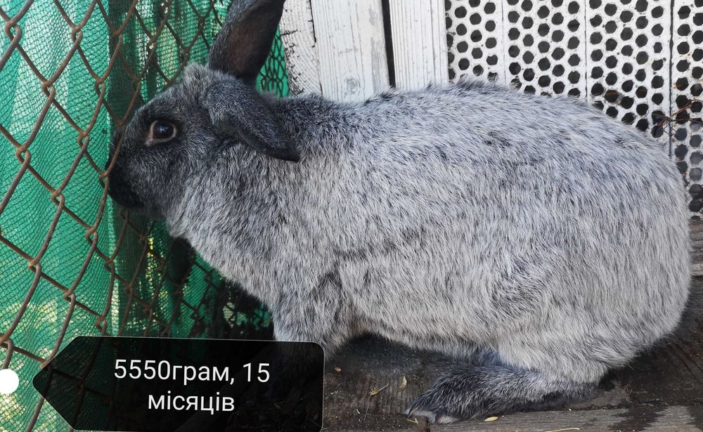 Самці полтавське срібло кролі