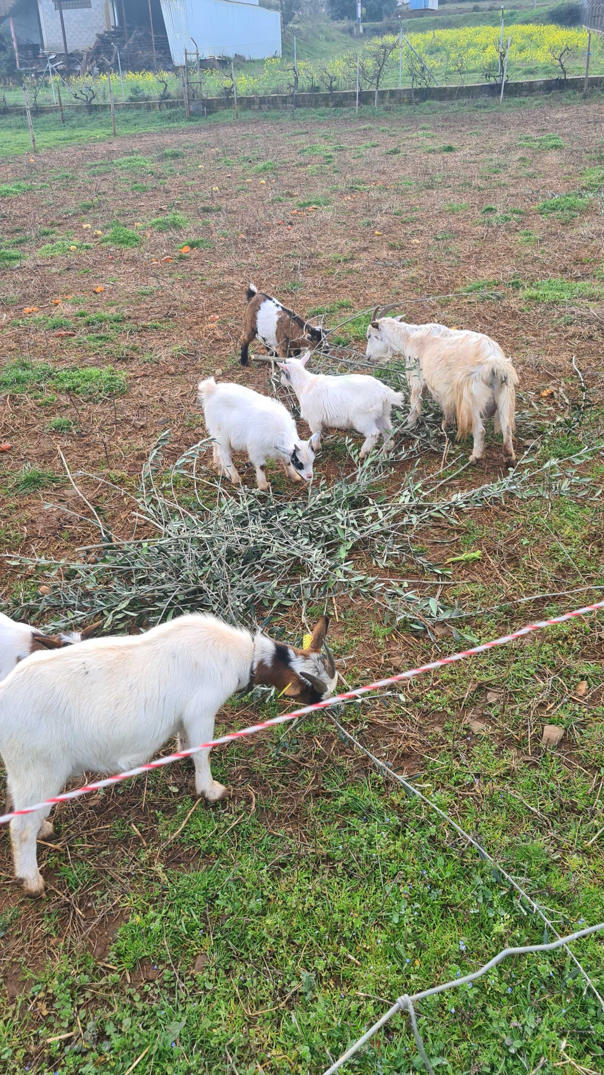 cabras anãs machos/fêmeas