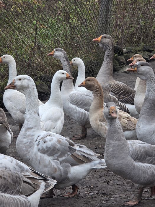 Sprzedam Gęsi gęsina