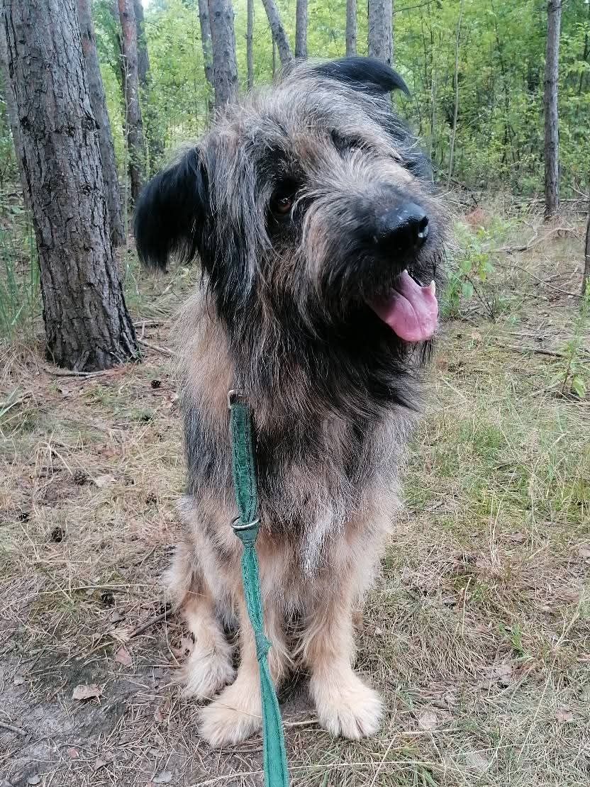 Piękny i mądry półtoraroczny Gandalf do adopcji