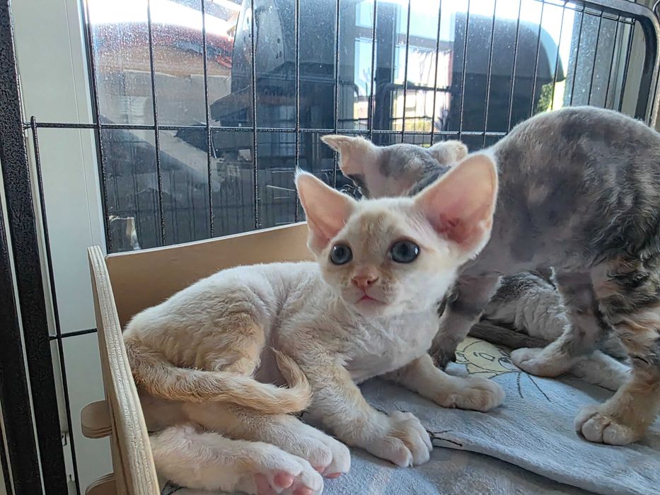 Kocięta Devon rex, FLP, rudy, czarny, liliowy