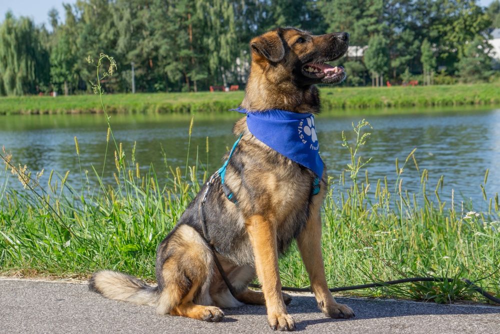 FILA - młoda sunia w typie owczarka