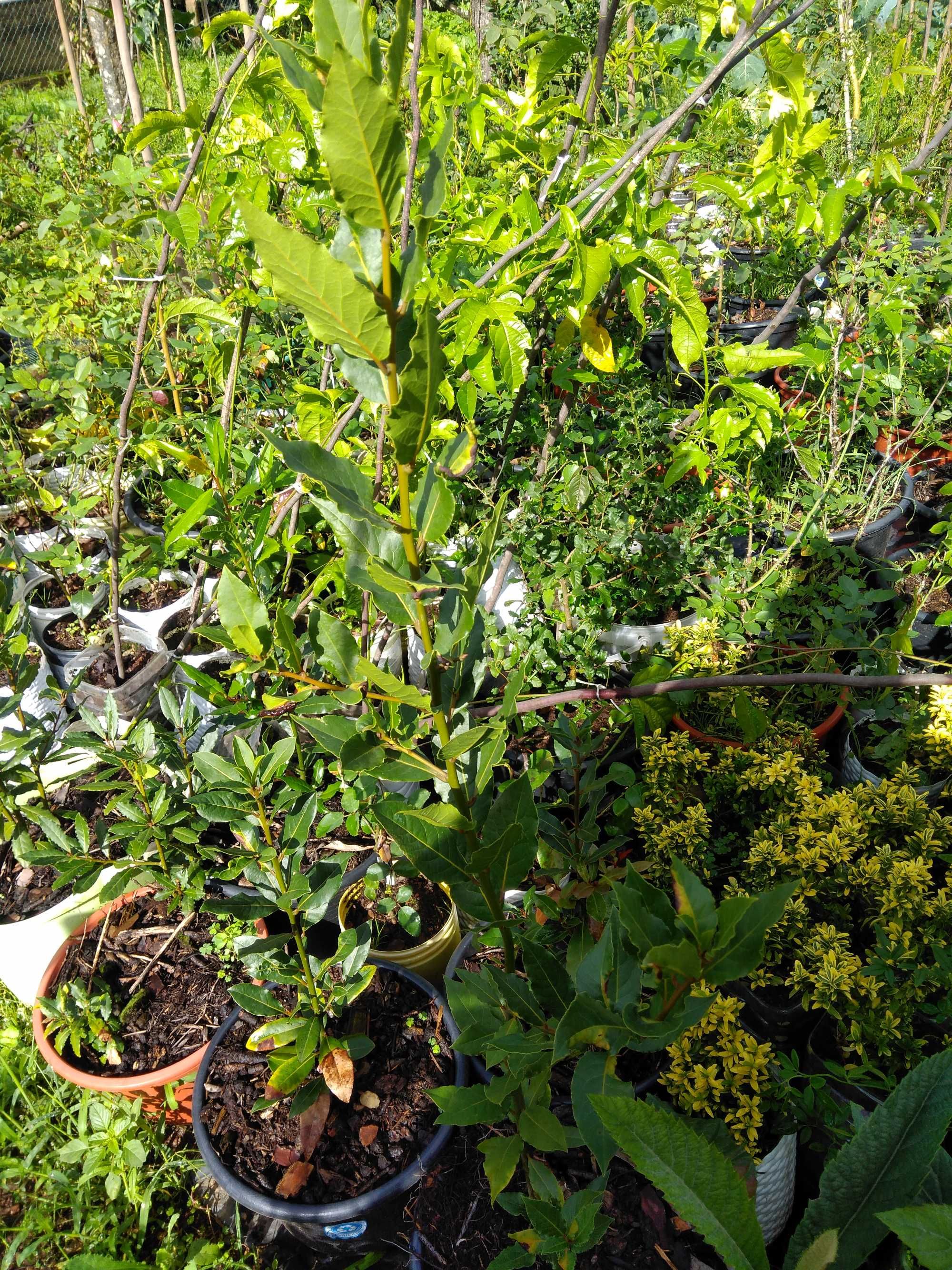 Plantas aromáticas Loureiro