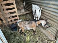 Cabras anas doceis