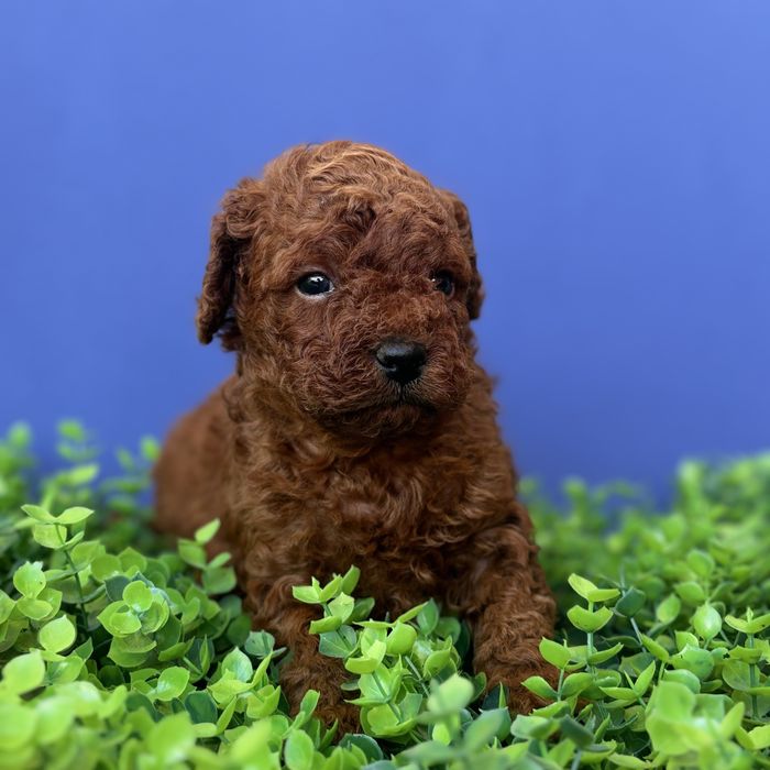 шикарний хлопчик у забарвленні RED BRAUN