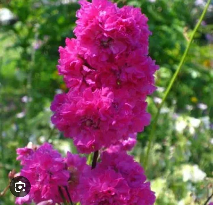 Смолка, низькоросла