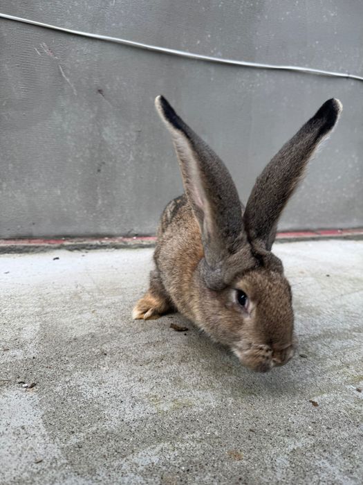 Króliki olbrzym belgijski samice