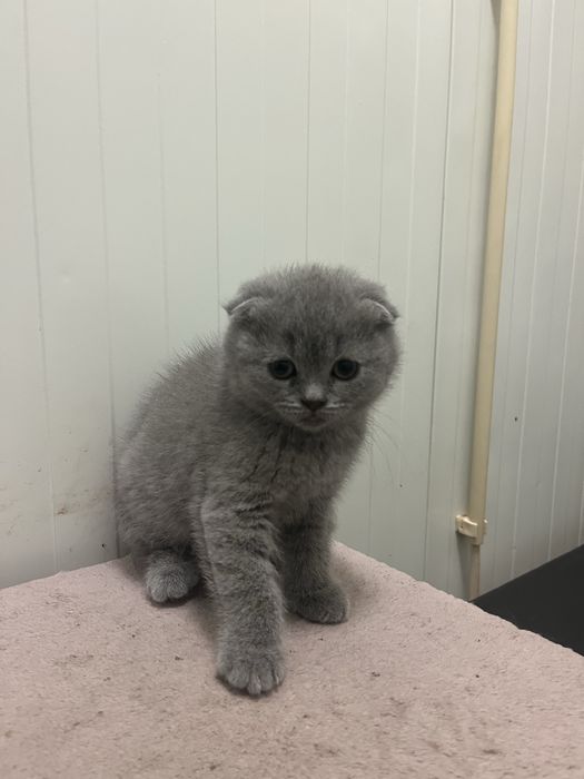 Scottish fold de boa linhagem