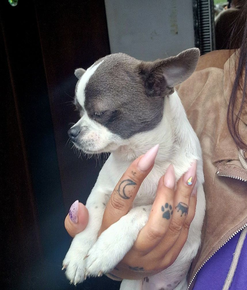 Chihuahua piesek samiec niebiesko biały krótkowłosy
