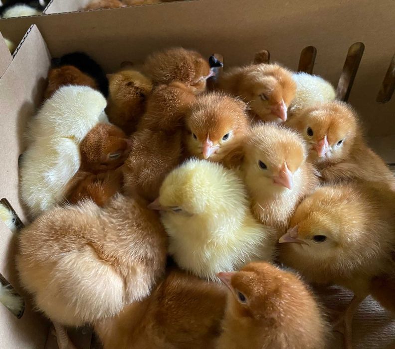 Kurczaki pisklęta nioski, Leghorn, Greenshell, Sussex, Rosa, Araukany