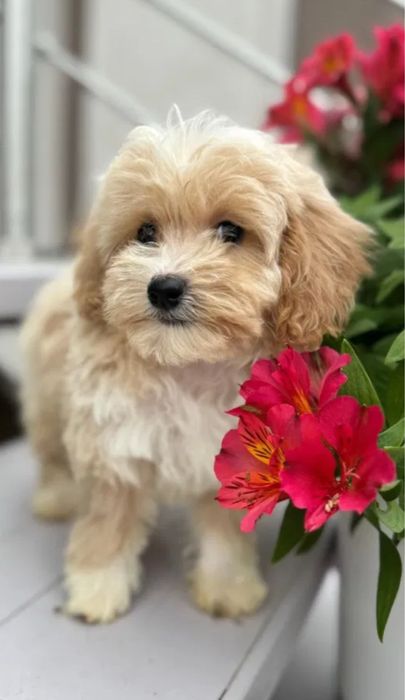 Міні Мальтипу ВИГІДНО‼️Є в різних окрасах Мальтипу мини f1 Мальтипу ф2