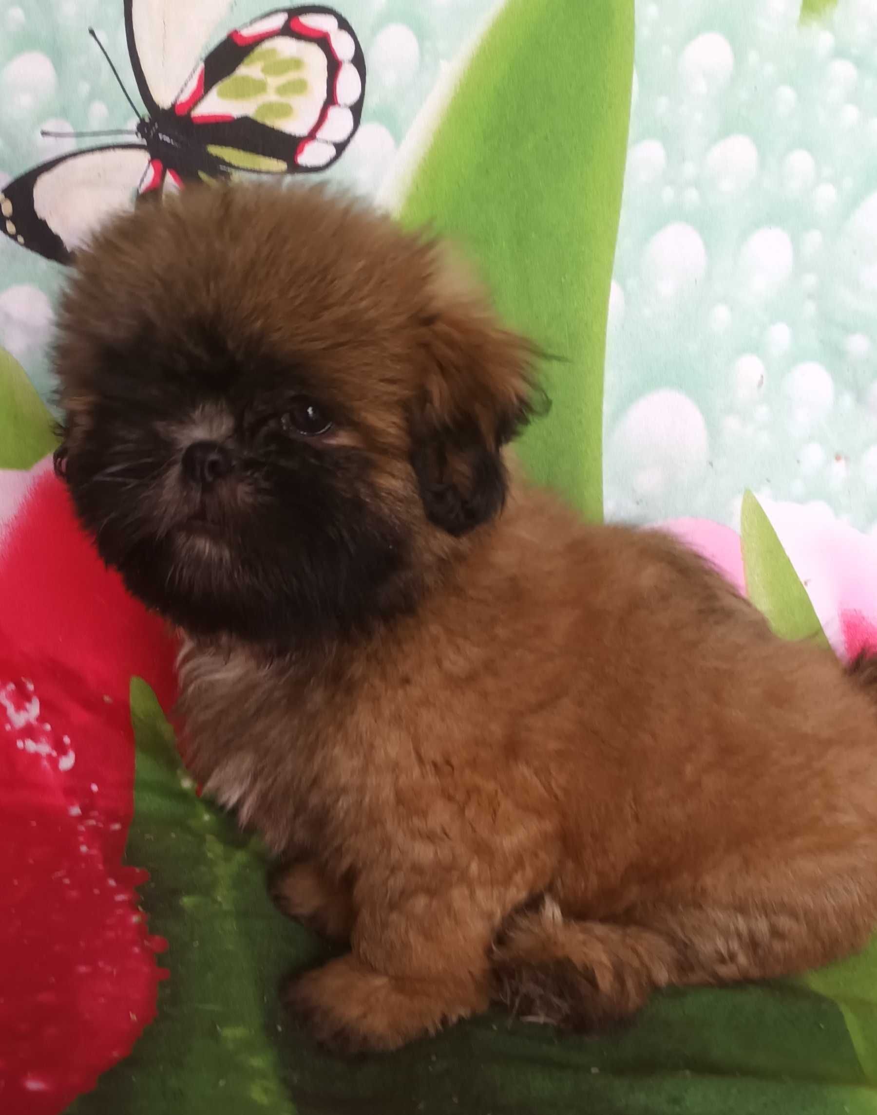 Shih Tzu z rodowodem SWKIPR WKU Polskie Porozumienie Kynologiczne