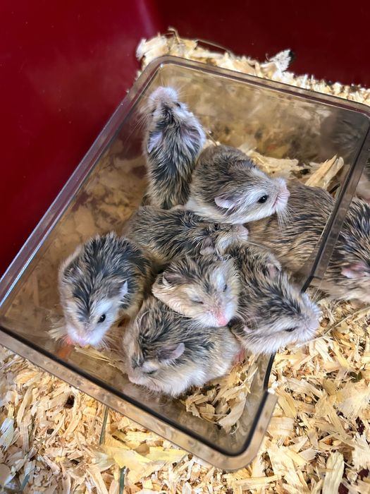 Oddam chomiki w dobre ręce