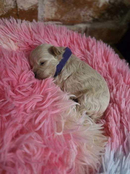 Maltipoo f1  suczka do rezerwacji!!!