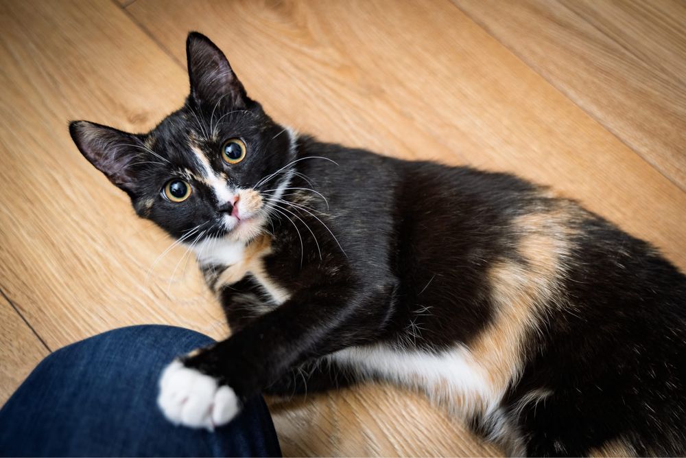 Koteczka Izi szuka domu