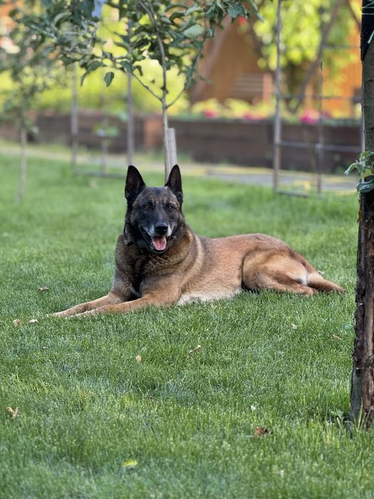 Кобель малінуа шукає сучку для вʼязки