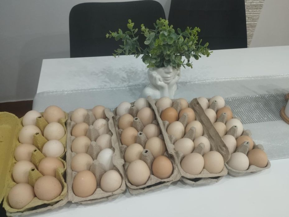 Jajka wiejskie od gospodarza