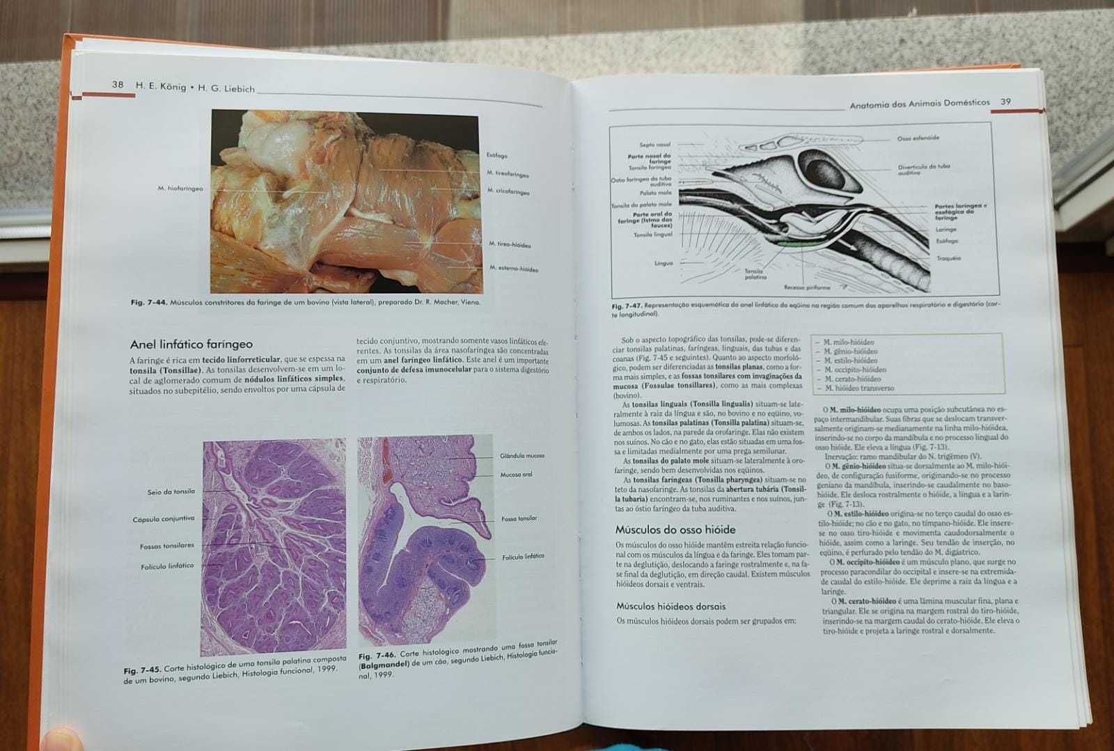 Anatomia dos animais domésticos vol 2