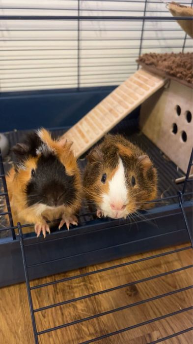 2 świnki morskie rozetki, klatka, transporter,akcesoria i zapas karmy!