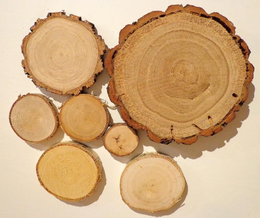 plastry drewna brzoza gruba kora 12-14 cm, gr. 2cm