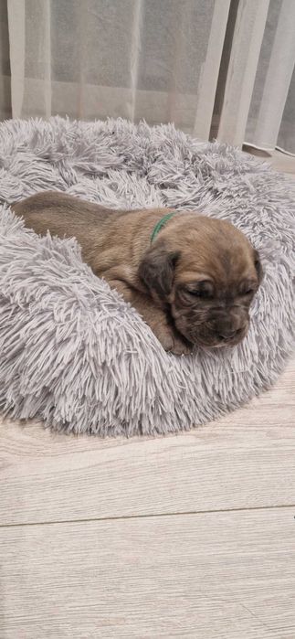 Cane corso piesek rodowodowy